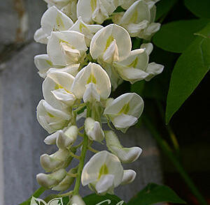 Vistárie americká 'Clara Mack'