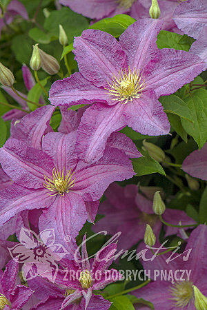 Plamének 'Danuta' - Clematis 'Danuta'