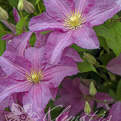 Plamének 'Danuta' - Clematis 'Danuta'