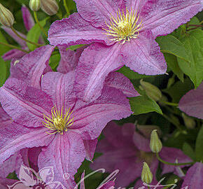 Plamének 'Danuta' - Clematis 'Danuta'