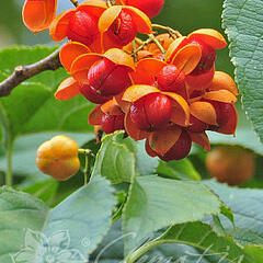 Jesenec popínavý 'Bailumn' - Celastrus scandens 'Bailumn'