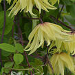 Plamének 'Golden Dream' - Clematis 'Golden Dream'