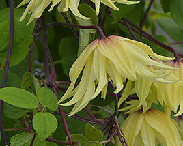 Plamének 'Golden Dream'