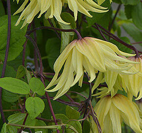 Plamének 'Golden Dream' - Clematis 'Golden Dream'