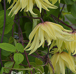 Plamének 'Golden Dream'