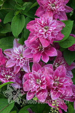 Plamének 'My Darling' - Clematis 'My Darling'