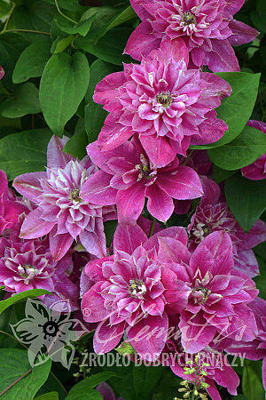 Plamének 'My Darling' - Clematis 'My Darling'