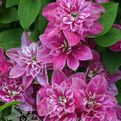 Plamének 'My Darling' - Clematis 'My Darling'