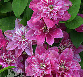 Plamének 'My Darling' - Clematis 'My Darling'