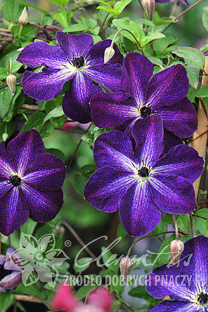 Plamének vlašský 'Night Veil' - Clematis viticella 'Night Veil'
