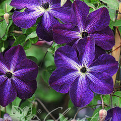 Plamének vlašský 'Night Veil' - Clematis viticella 'Night Veil'