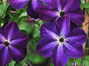 Plamének vlašský 'Night Veil' - Clematis viticella 'Night Veil'