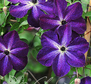 Plamének vlašský 'Night Veil' - Clematis viticella 'Night Veil'