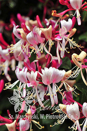 Zimolez ovíjivý 'Fragrant Cloud Chojnow' - Lonicera periclymenum 'Fragrant Cloud Chojnow'