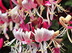 Zimolez ovíjivý 'Fragrant Cloud Chojnow' - Lonicera periclymenum 'Fragrant Cloud Chojnow'
