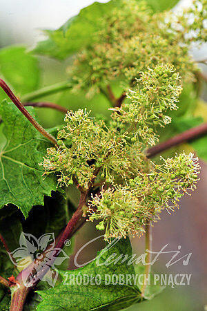 Réva pobřežní 'Tomek' - Vitis riparia 'Tomek'