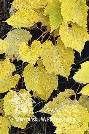 Réva pobřežní 'Tomek' - Vitis riparia 'Tomek'