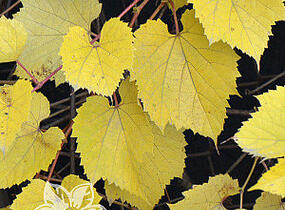 Réva pobřežní 'Tomek' - Vitis riparia 'Tomek'