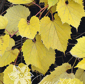 Réva pobřežní 'Tomek'