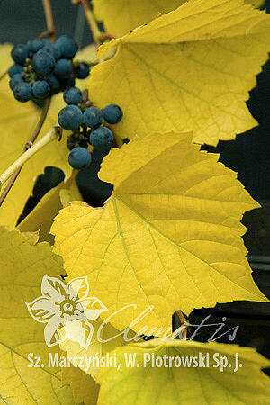 Réva pobřežní 'Ania' - Vitis riparia 'Ania'