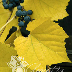 Réva pobřežní 'Ania' - Vitis riparia 'Ania'