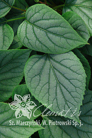 Klanostěnka hortenziovitá 'Moonlight' - Schizophragma hydrangeoides 'Moonlight'