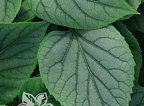 Klanostěnka hortenziovitá 'Moonlight' - Schizophragma hydrangeoides 'Moonlight'