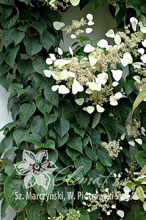 Klanostěnka hortenziovitá 'Moonlight' - Schizophragma hydrangeoides 'Moonlight'