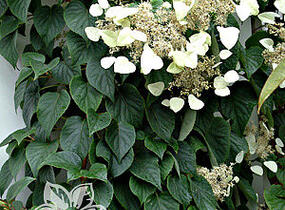Klanostěnka hortenziovitá 'Moonlight' - Schizophragma hydrangeoides 'Moonlight'