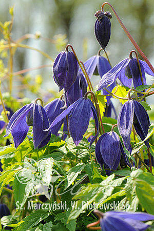 Plamének alpský 'Pamela Jackman' - Clematis alpina 'Pamela Jackman'