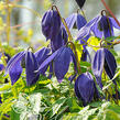 Plamének alpský 'Pamela Jackman' - Clematis alpina 'Pamela Jackman'