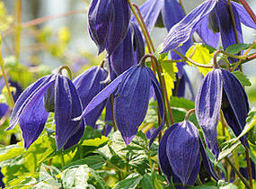 Plamének alpský 'Pamela Jackman' - Clematis alpina 'Pamela Jackman'