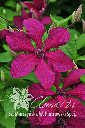 Plamének 'Kardynal Wyszynski' - Clematis 'Kardynał Wyszyński'