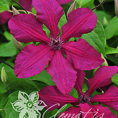 Plamének 'Kardynal Wyszynski' - Clematis 'Kardynał Wyszyński'