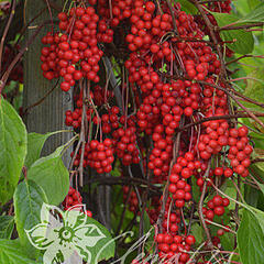 Klanopraška čínská - Schisandra chinensis