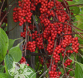 Klanopraška čínská - Schisandra chinensis