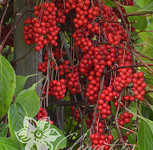 Klanopraška čínská