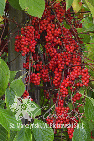 Klanopraška čínská - Schisandra chinensis
