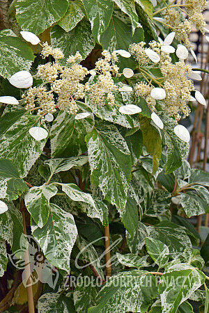 Klanostěnka hortenziovitá 'Burst of light' - Schizophragma hydrangeoides 'Burst of light'