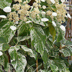 Klanostěnka hortenziovitá 'Burst of light' - Schizophragma hydrangeoides 'Burst of light'