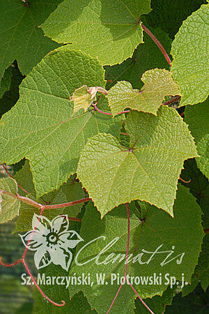 Réva amurská - Vitis amurensis