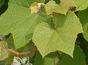 Réva amurská - Vitis amurensis