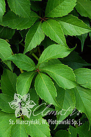 Přísavník pětilistý, loubinec 'Murorum' - Parthenocissus quinquefolia 'Murorum'