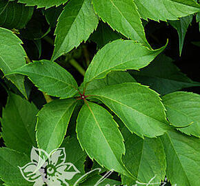 Přísavník pětilistý, loubinec 'Murorum' - Parthenocissus quinquefolia 'Murorum'