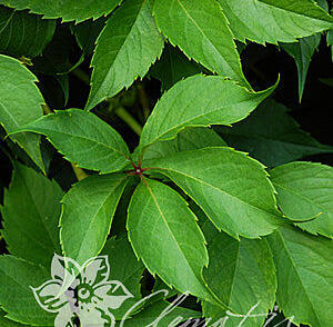 Přísavník pětilistý, loubinec 'Murorum'