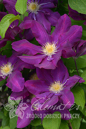 Plamének 'Lech Kaczynski' - Clematis 'Lech Kaczynski'