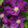 Plamének 'Lech Kaczynski' - Clematis 'Lech Kaczynski'