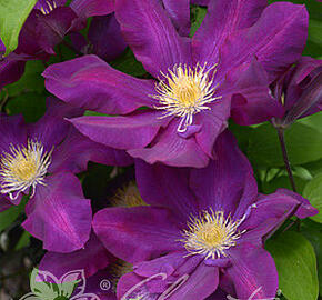 Plamének 'Lech Kaczynski' - Clematis 'Lech Kaczynski'