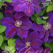 Plamének 'Julka' PBR - Clematis 'Julka' PBR