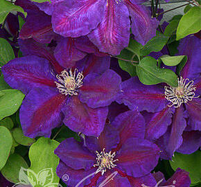 Plamének 'Julka' PBR - Clematis 'Julka' PBR